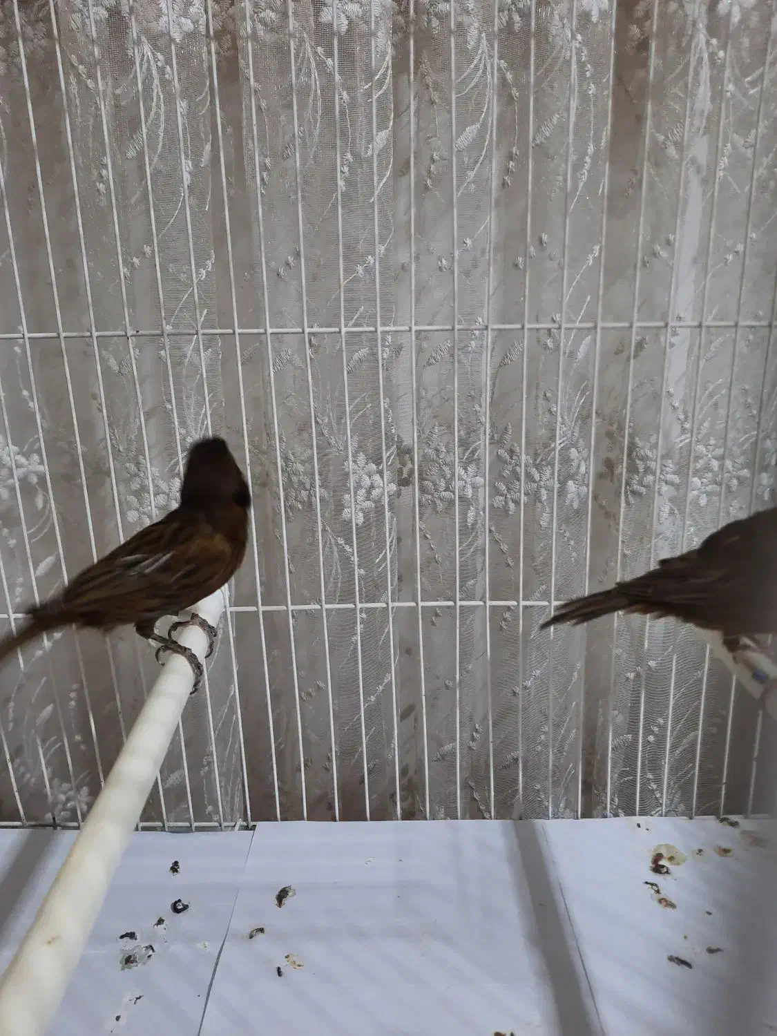 قناری کرست|پرنده|رشت, شهرک آیت الله منتظری|دیوار