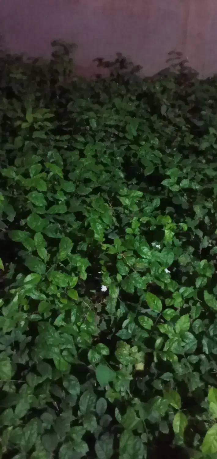 فروش فوری گل طبیعی|گل و گیاه طبیعی|محلات, |دیوار