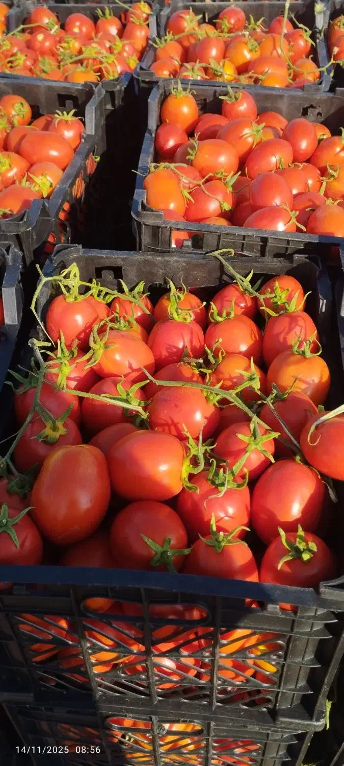 فروش گوجه لوکس ساکاتا تناژ بالا|خوردنی و آشامیدنی|دهدشت, |دیوار