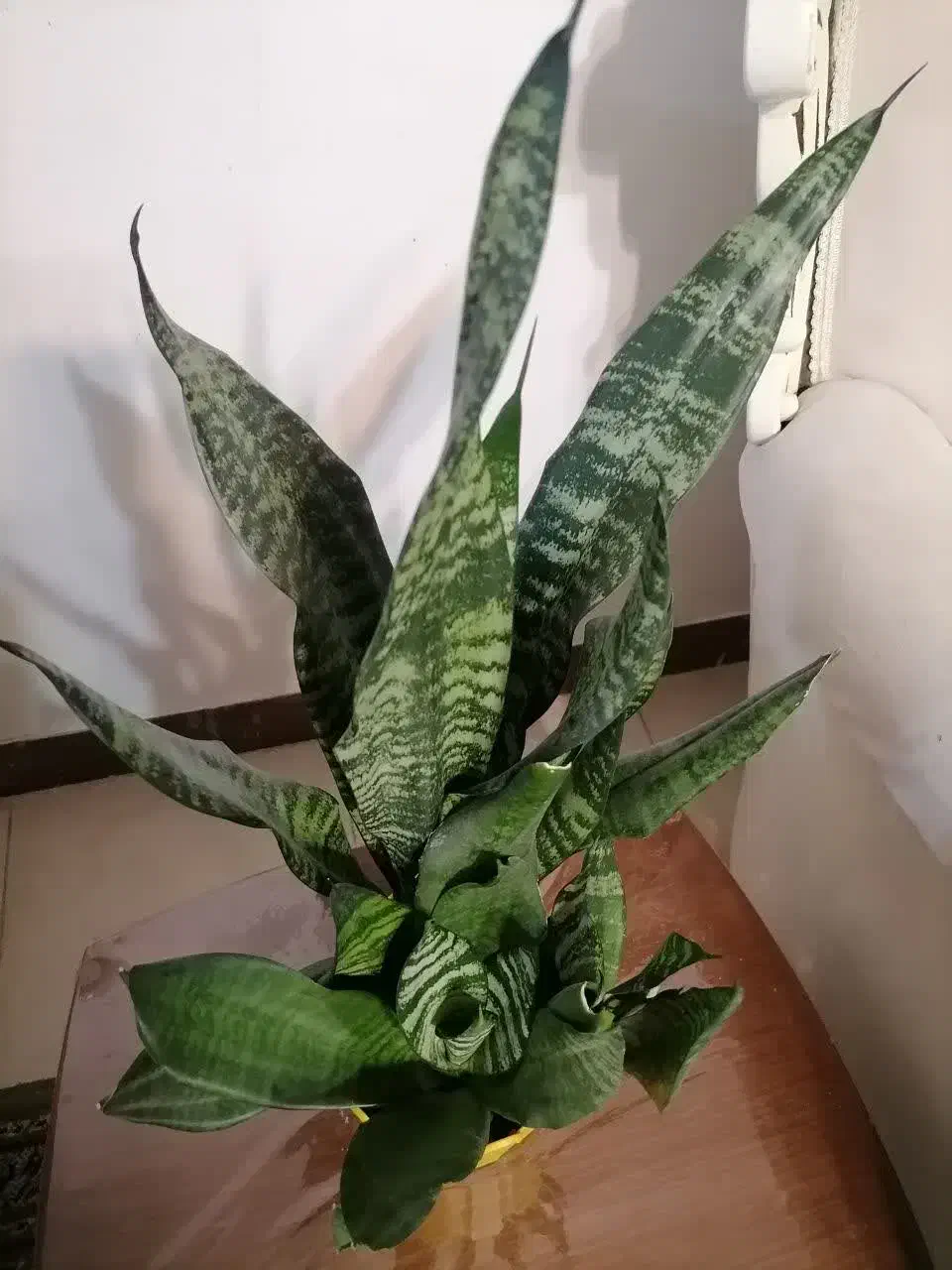 گل سانسوریا|گل و گیاه طبیعی|اسلام‌شهر, شهرک واوان|دیوار