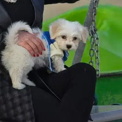 شیتزو سفید|سگ|تبریز, |دیوار