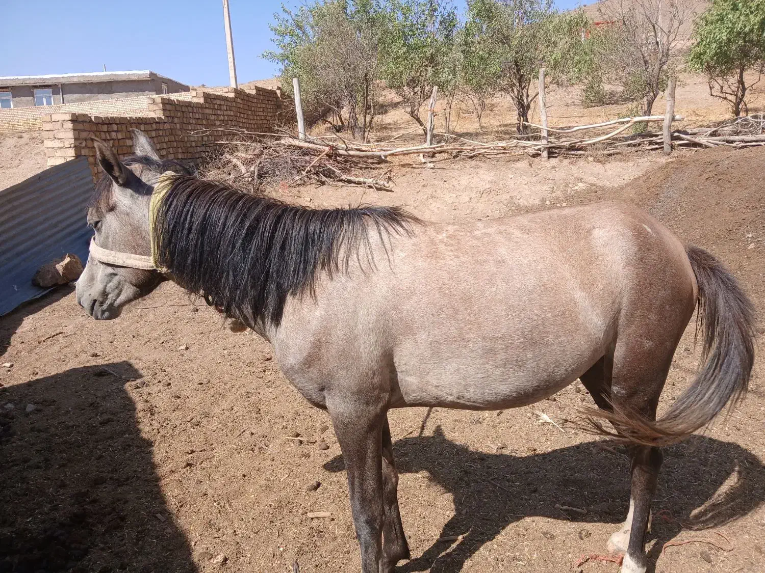 اسب مادیان|اسب و تجهیزات اسب‌سواری|ابهر, |دیوار