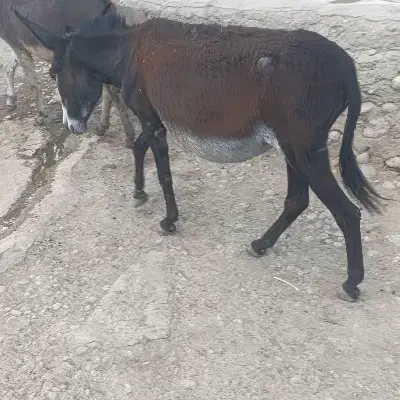 الاغ ماده با کره نر|حیوانات مزرعه|فیروزآباد (لرستان), |دیوار