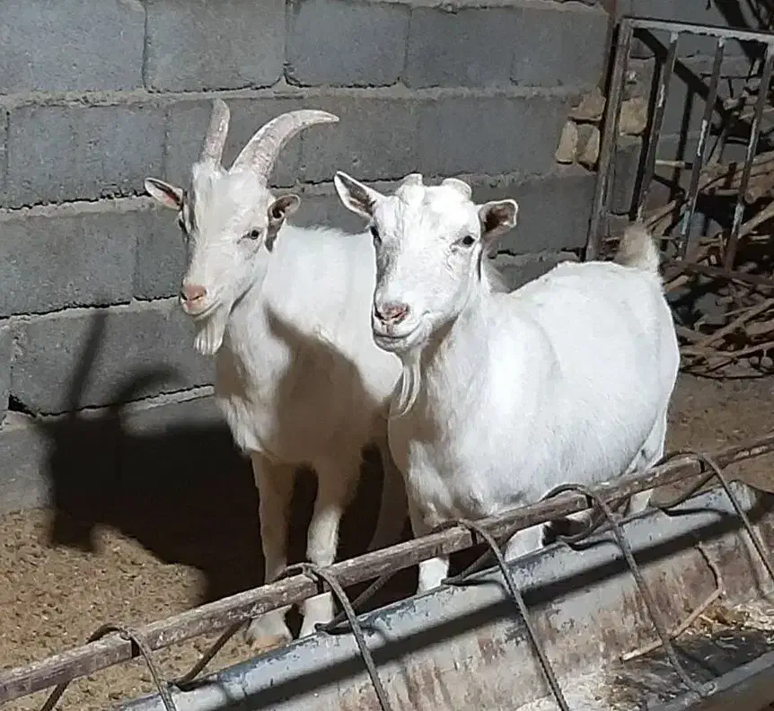 بز سانن . آلپاین|حیوانات مزرعه|مشهد, وکیلآباد|دیوار