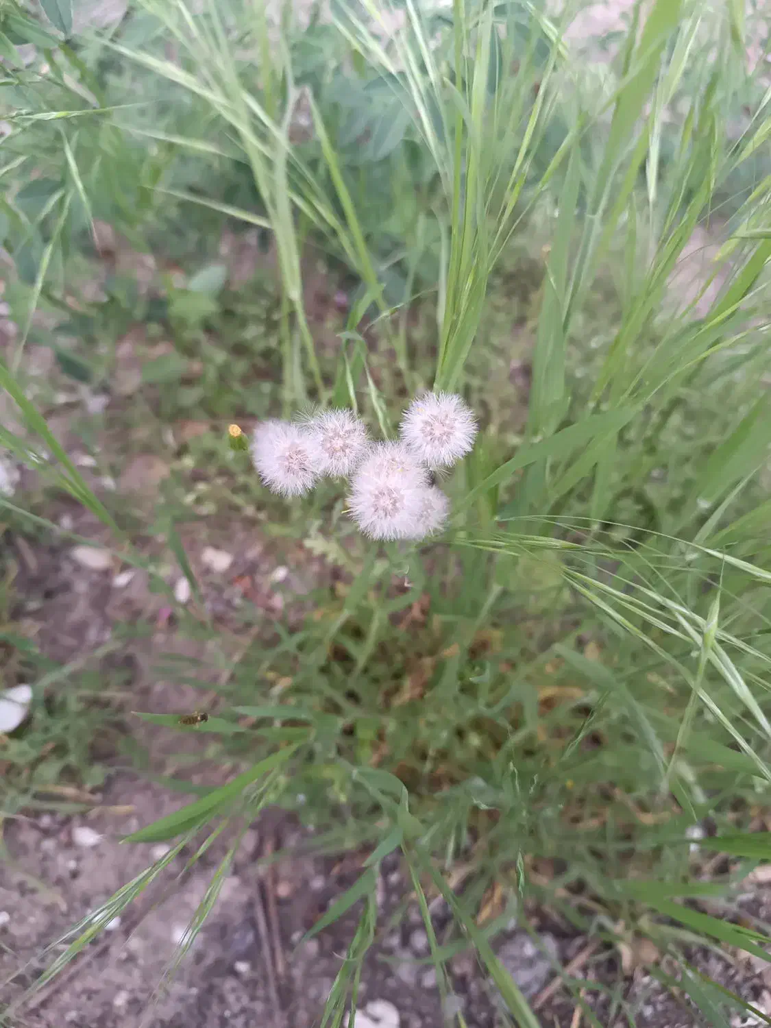 فروش زمین با حصار در دهبکری|فروش زمین و ملک کلنگی|دهبکری, |دیوار