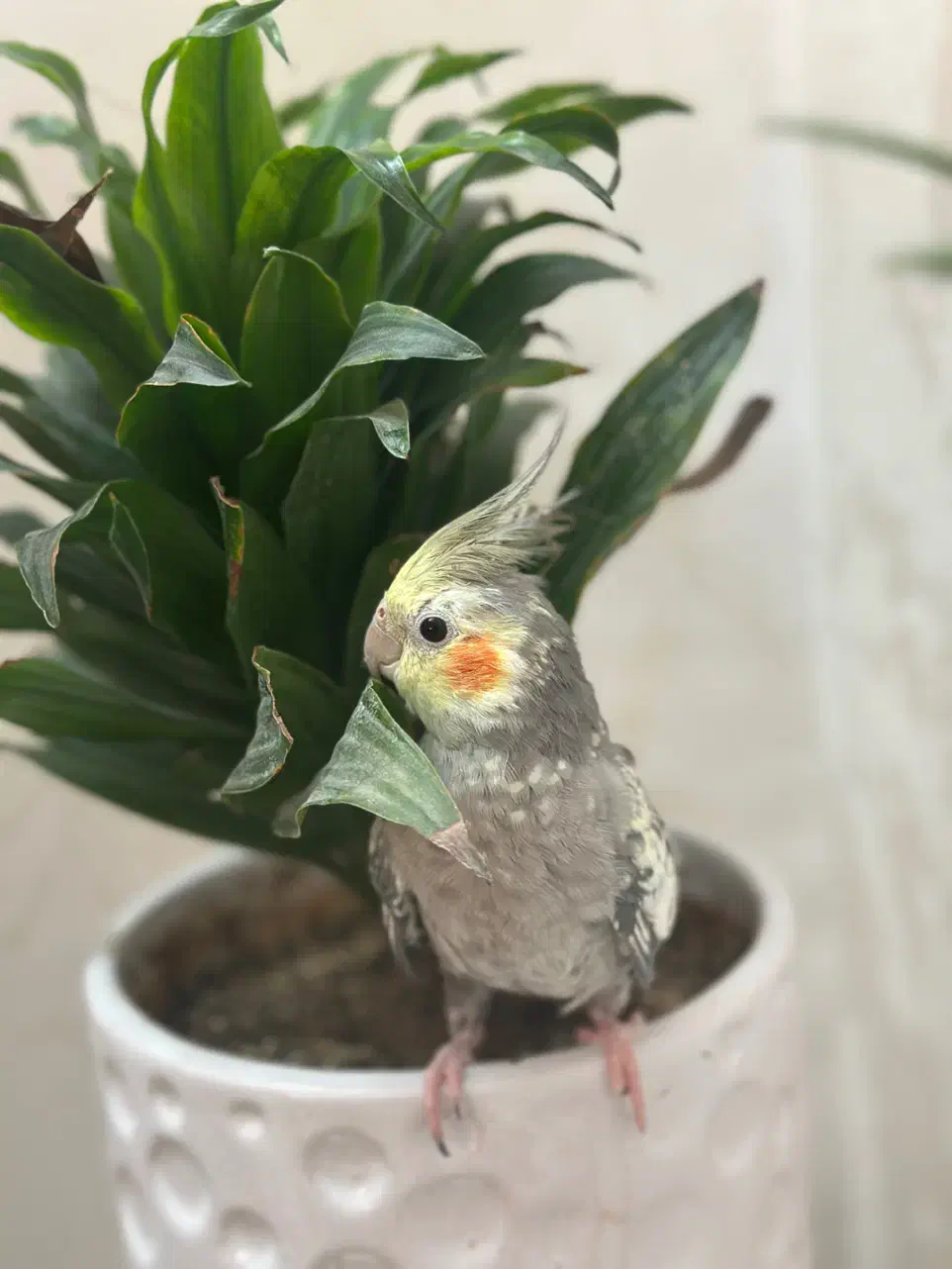 طوطی عروس مولد|پرنده|قزوین, |دیوار