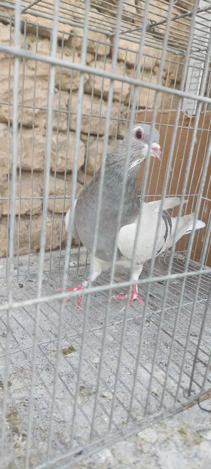 ماده خرقه نقره ای|پرنده|خمینی‌شهر, |دیوار