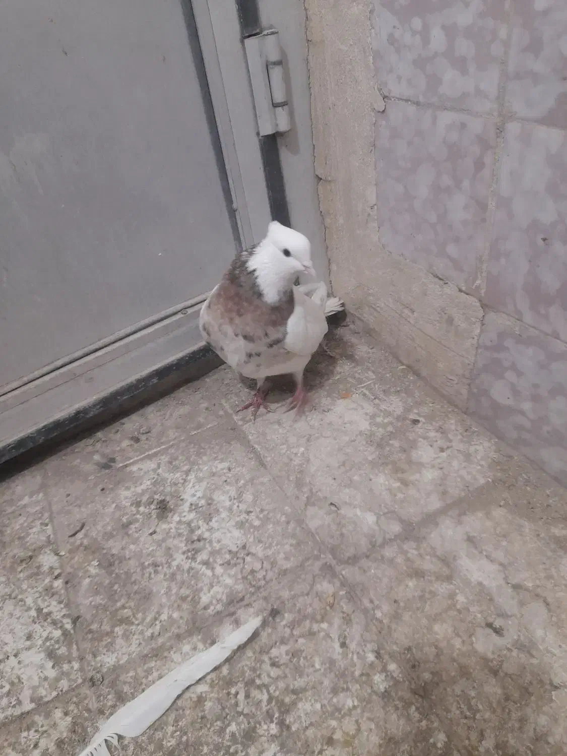 طوقی|پرنده|لنجان, |دیوار