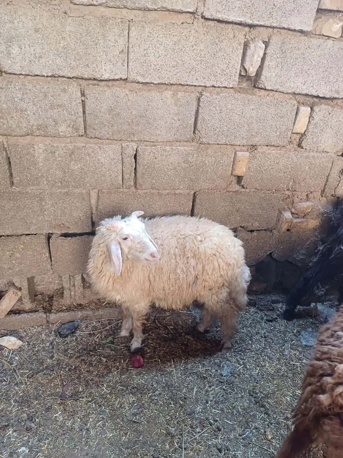 بره بابز|حیوانات مزرعه|اهواز, منازل کارون|دیوار