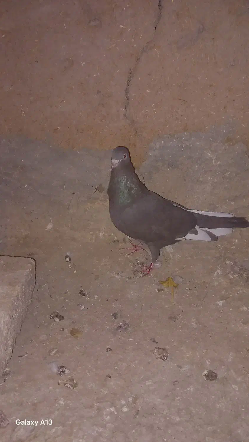 ۴تا کفتر جنگنده|پرنده|اسفراین, |دیوار