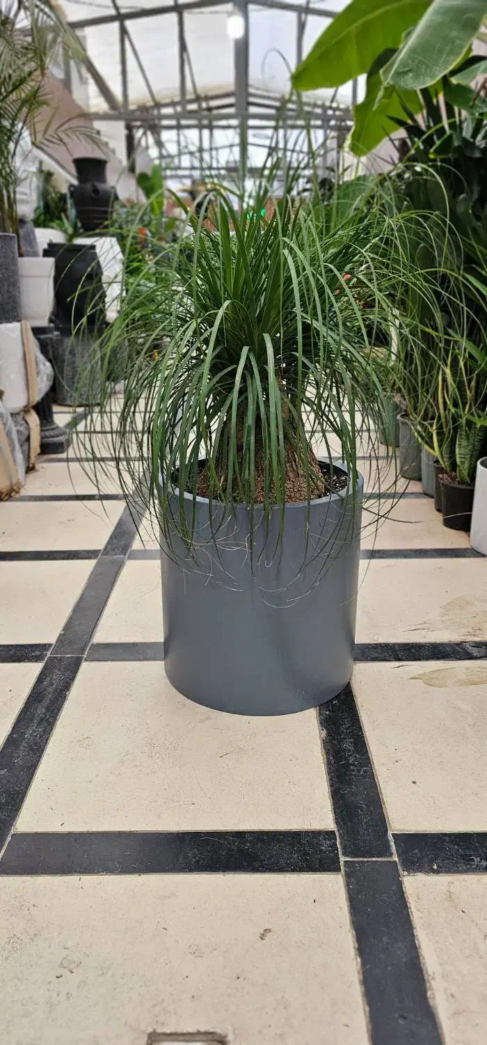 فروش فلاورباکس فایبرگلاس|گل و گیاه طبیعی|تهران, نارمک|دیوار