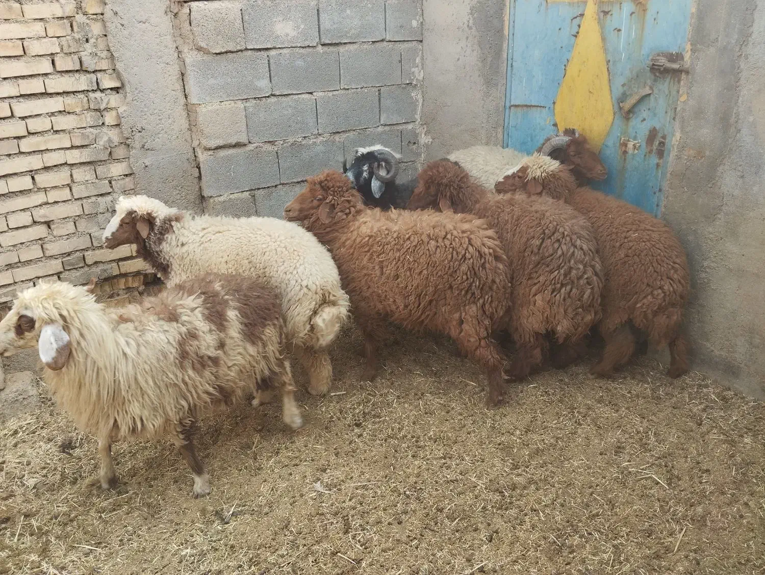 بره نره وماده|حیوانات مزرعه|بندر ماهشهر, |دیوار