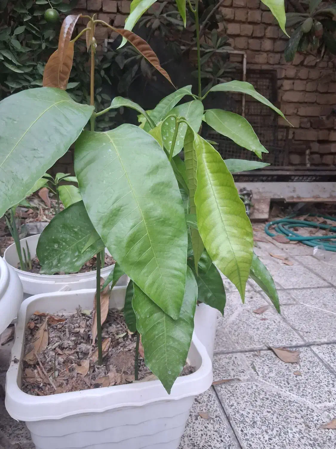 نهال انبه|گل و گیاه طبیعی|مرودشت, فاز اول شهرک فرهنگیان|دیوار