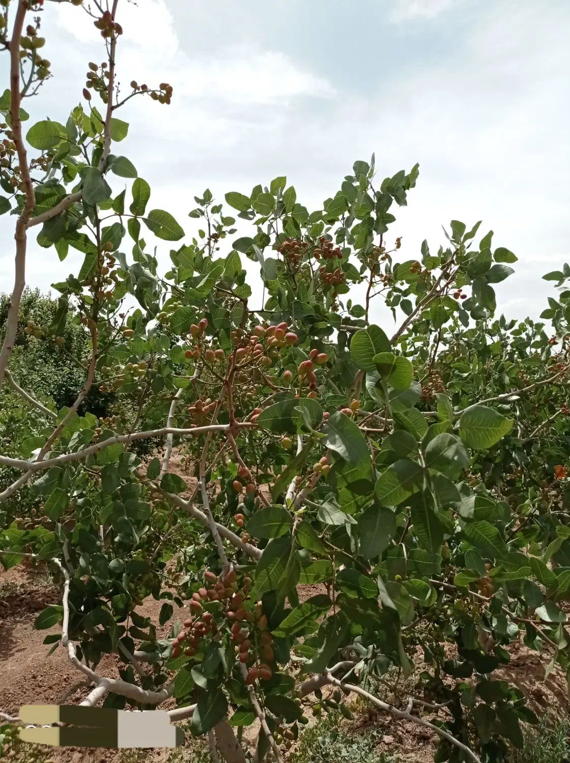 باغ شاهین شهر ،گرگاب، قابل معاوضه و تهاتر|فروش خانه و ویلا|شاهینشهر, فرودگاه هسا|دیوار