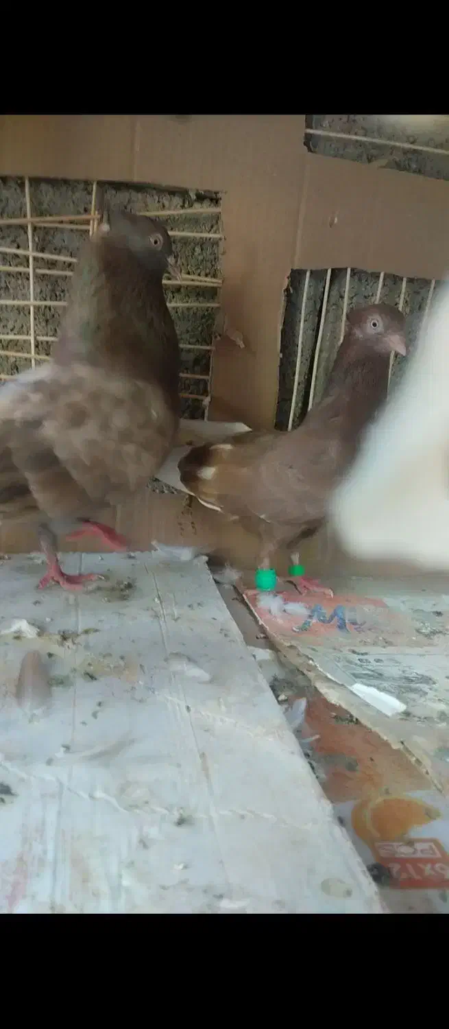 کبوتر|پرنده|سعدآباد, |دیوار