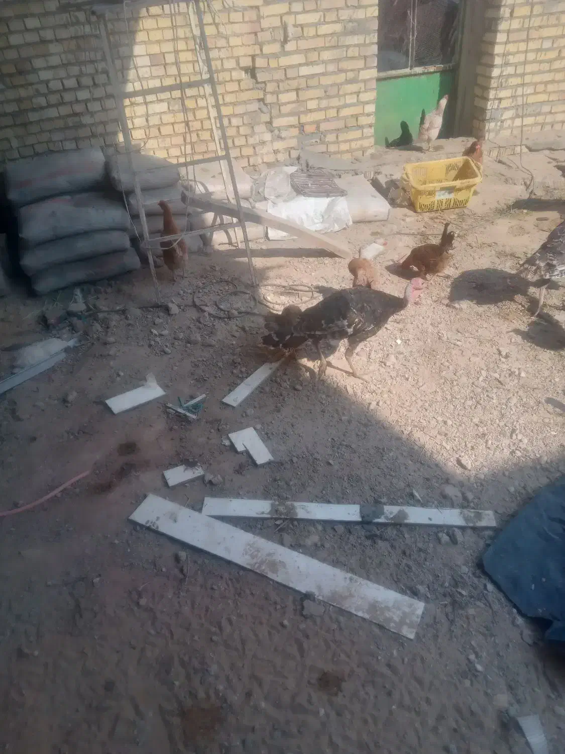 رامشیر|حیوانات مزرعه|رامشیر, |دیوار