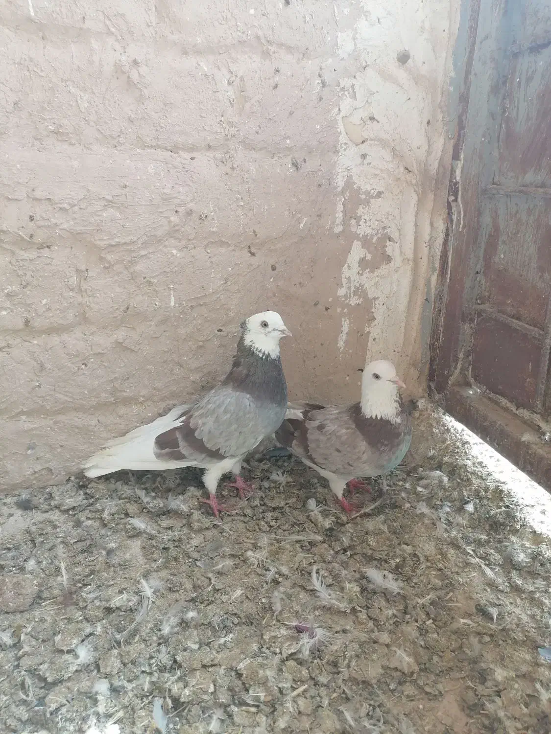 کفتر نروماده|پرنده|قم, آزادگان|دیوار