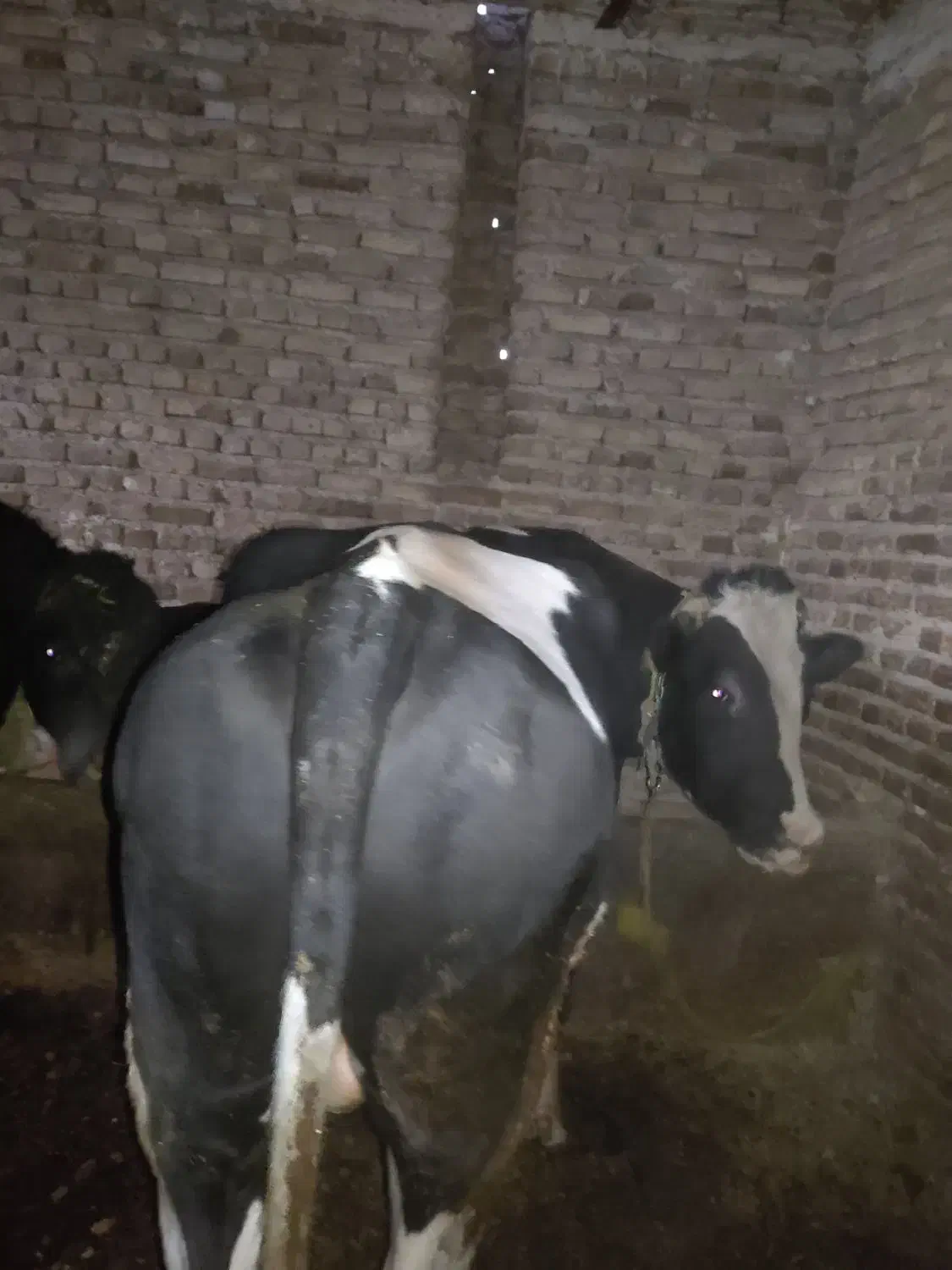 فروش دو راس گاو نر گوشتی|حیوانات مزرعه|مرند, |دیوار