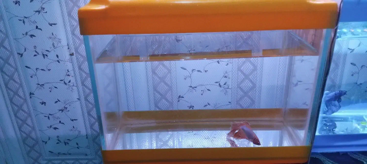 آکواریوم تعدا محدود همراه با ماهی|ماهی|آبادان, |دیوار