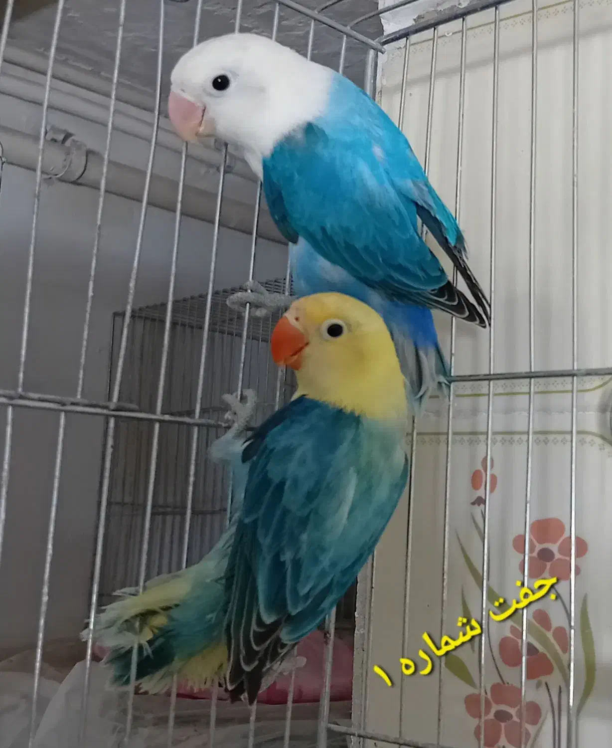 کوتوله برزیلی اپلاین بالغ تازه جفت|پرنده|قم, باجک سه|دیوار