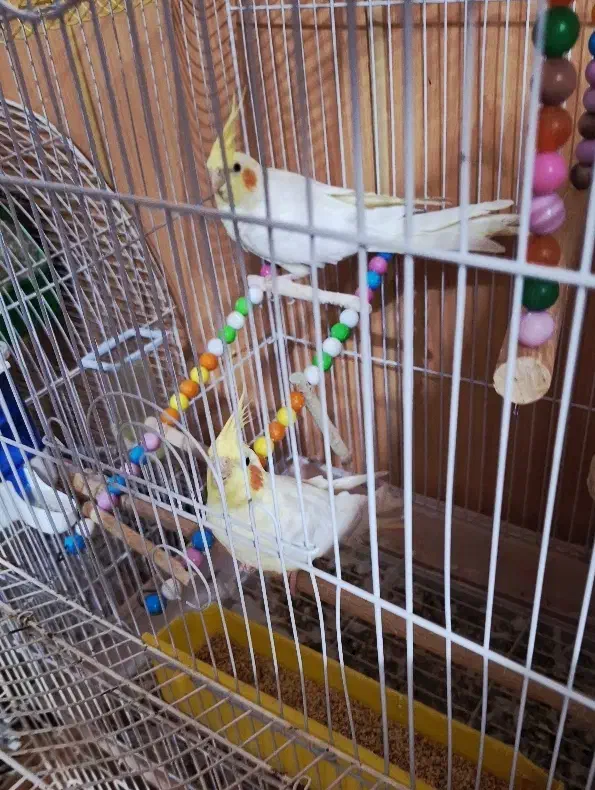 عروس هلندی مولد|پرنده|اصفهان, گلزار|دیوار