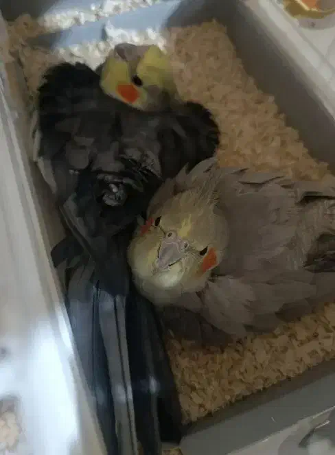 جفت عروس هلندی|پرنده|سوسنگرد, |دیوار