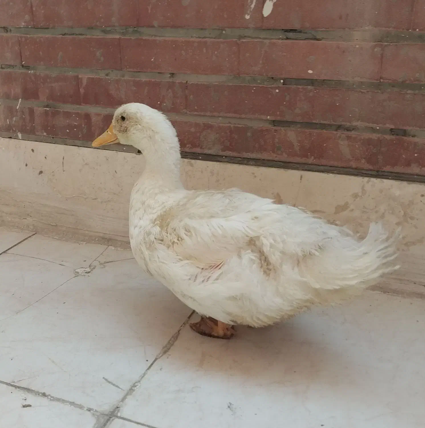 اردک|حیوانات مزرعه|فولادشهر, مسکن مهر فولادشهر|دیوار