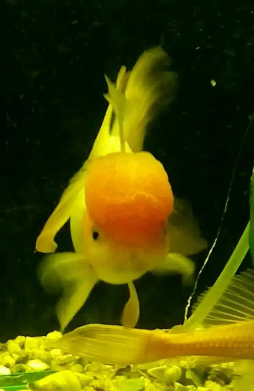 ماهی گلدفیش ردکپ و لجن خوار|ماهی|خرم‌آباد, |دیوار