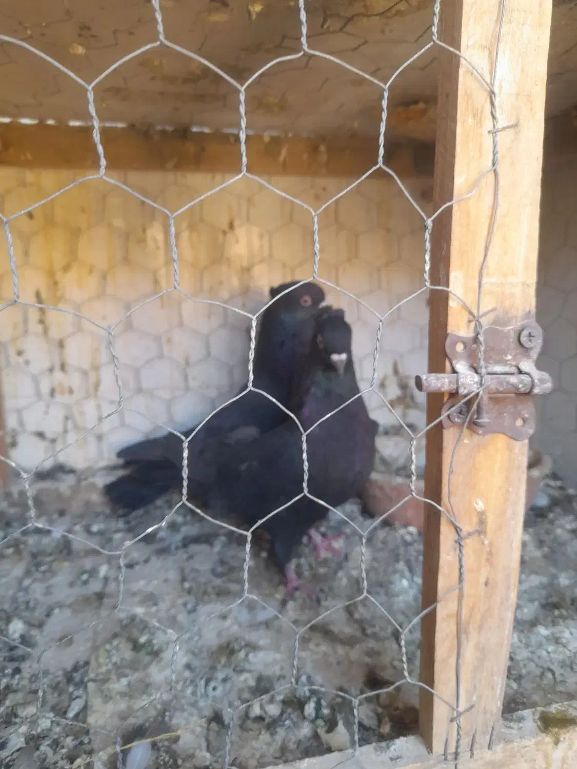 دوتا نر قلدر پرش بالا با قفس جفت کن|پرنده|دره شهر, |دیوار