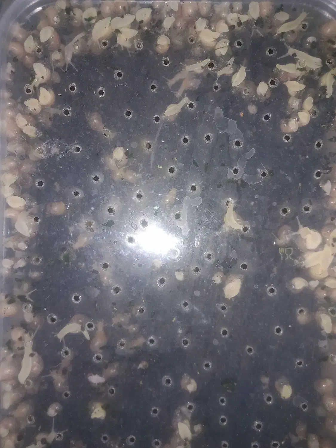 حلزون  پرورشی یک ماهه|خزنده|سربیشه, |دیوار