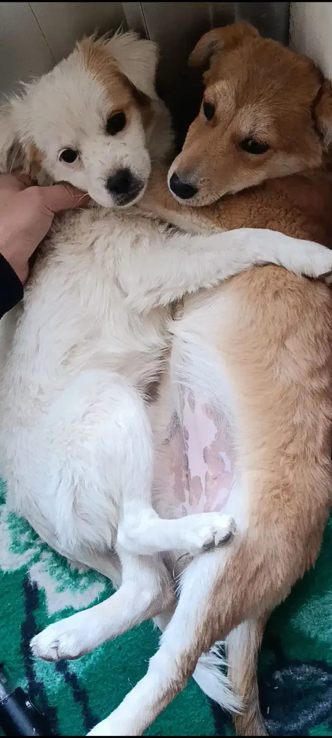 پاکوتاه اشپیتز و میکس|سگ|تبریز, |دیوار