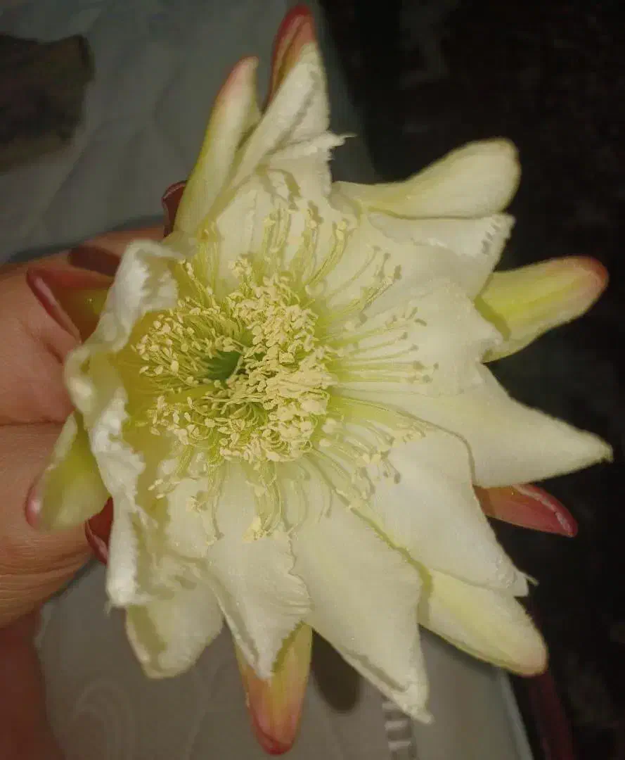 گل کاکتوس|گل و گیاه طبیعی|نور, |دیوار