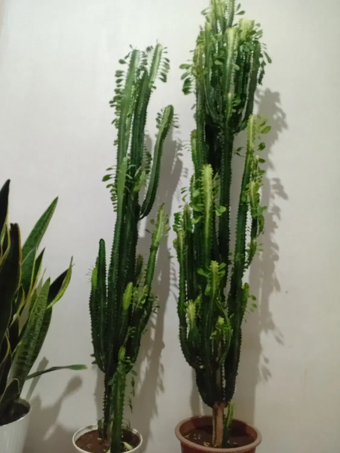 گل طبیعی باگلدان|گل و گیاه طبیعی|خوی, |دیوار