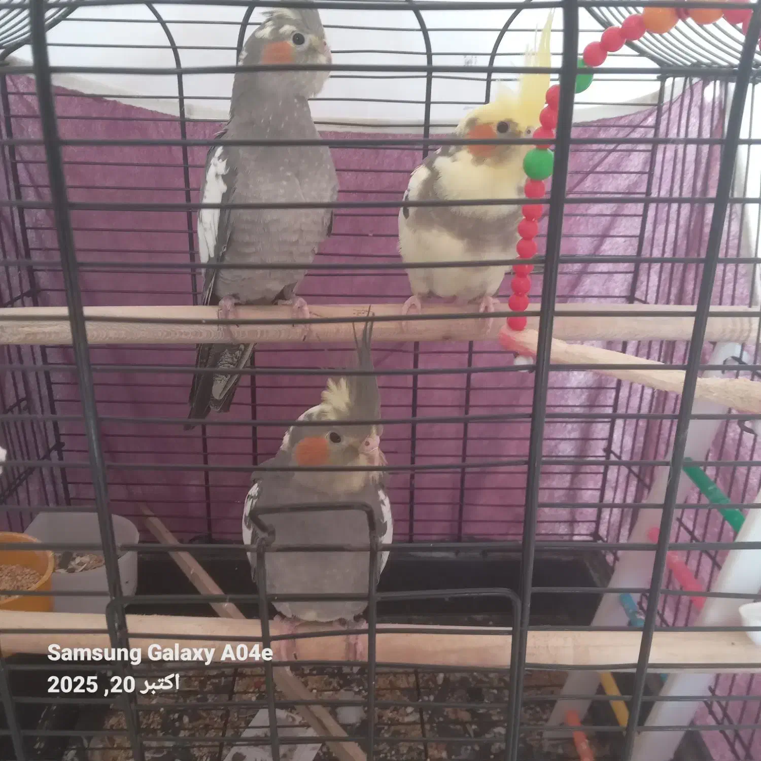 جوجه عروس|پرنده|املش, |دیوار