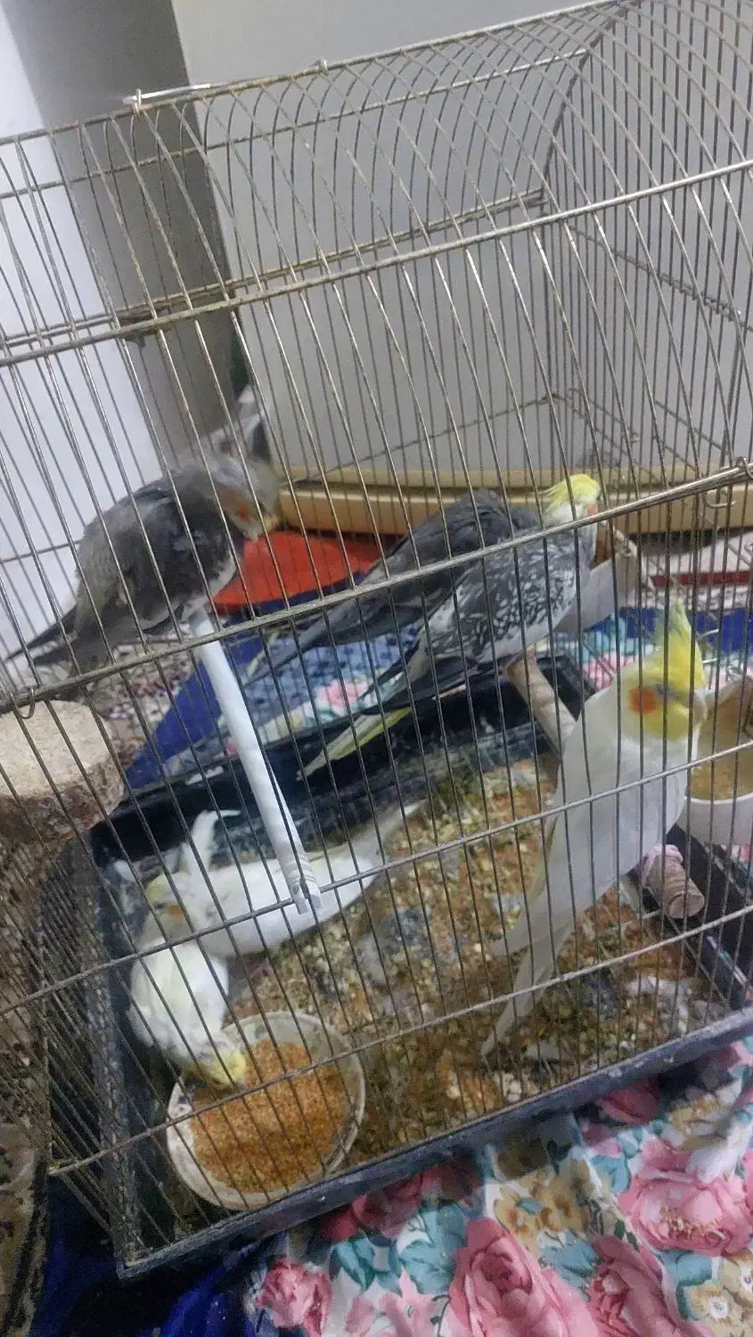 ی جفت عروس هلندی با۴تا جوجه|پرنده|میانه, |دیوار