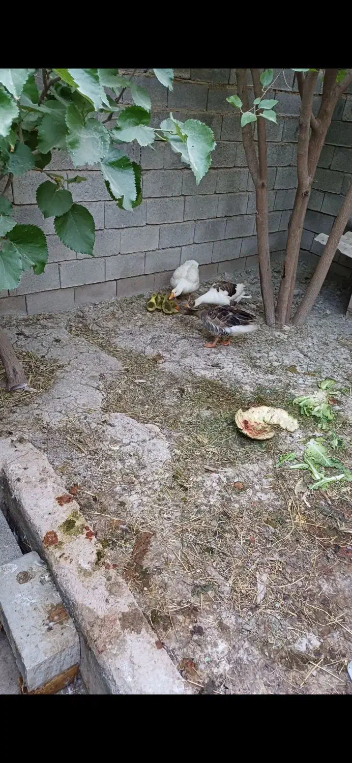 غاز محلی ارگانیک|حیوانات مزرعه|شیراز, کرونی(خاتونک)|دیوار