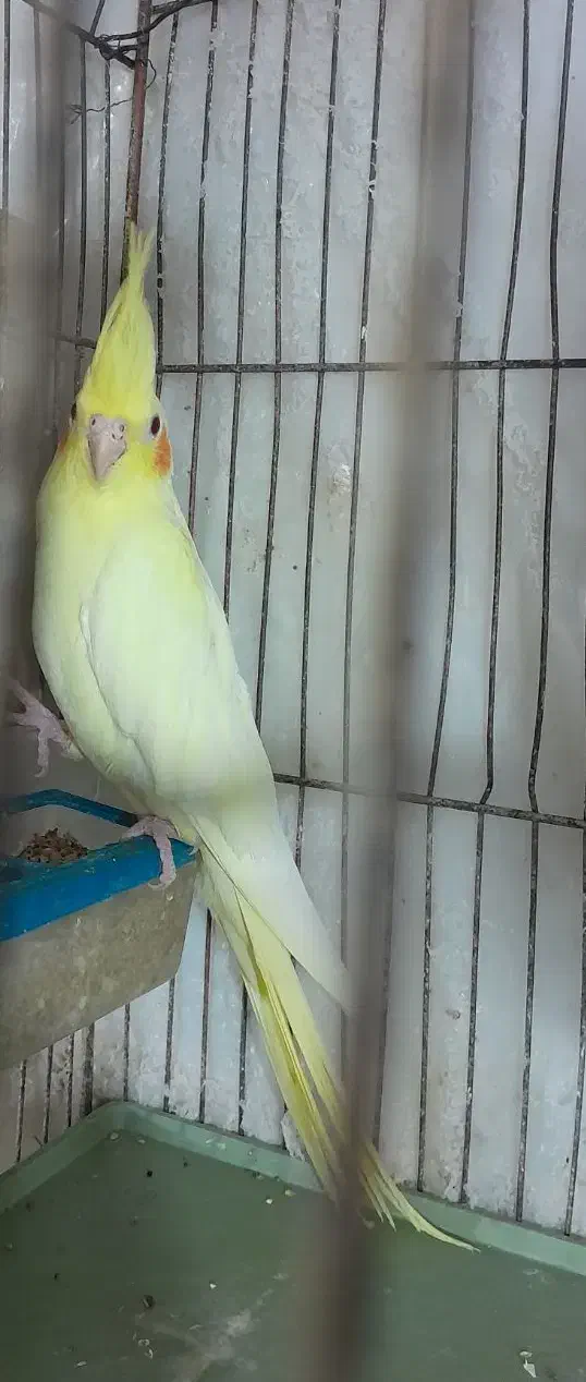 طوطی عروس ماده|پرنده|رشت, فرزانه|دیوار