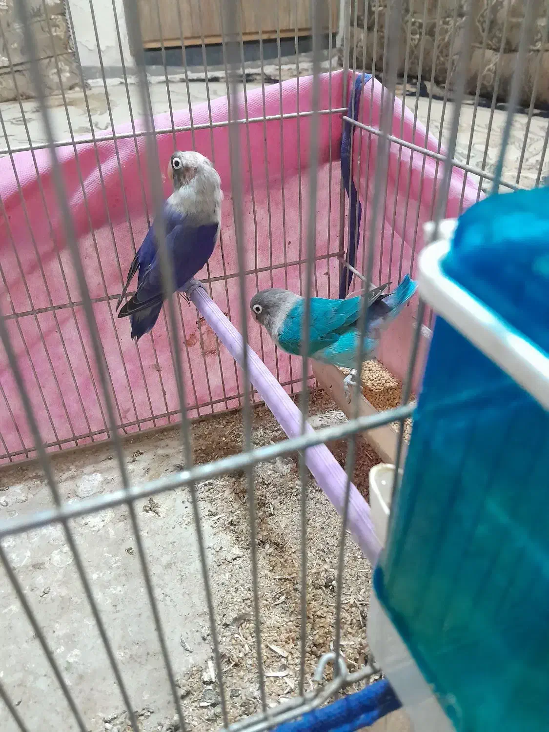 پرنده|پرنده|شیراز, میرزاکوچک خان|دیوار