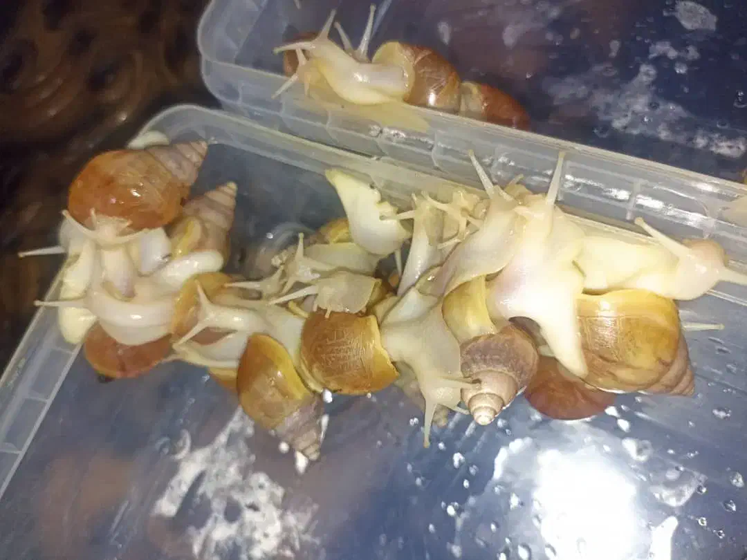 حلزون اچاتینا آلبینو|خزنده|شیراز, شهرک گلستان|دیوار