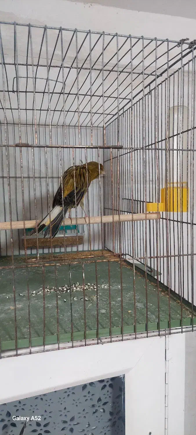 ۳عدد قناری سبز رسمی بلند|پرنده|شیراز, بید زرد|دیوار