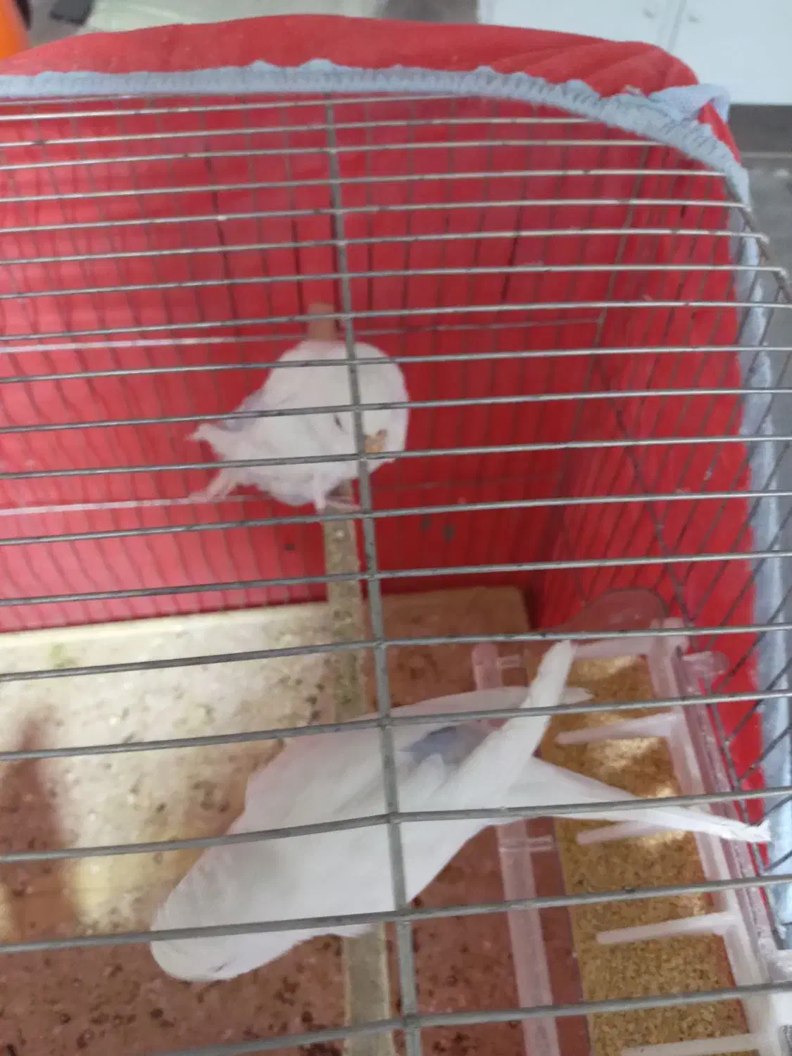 مرغ عشق سفید جفت|پرنده|خمینی‌شهر, |دیوار