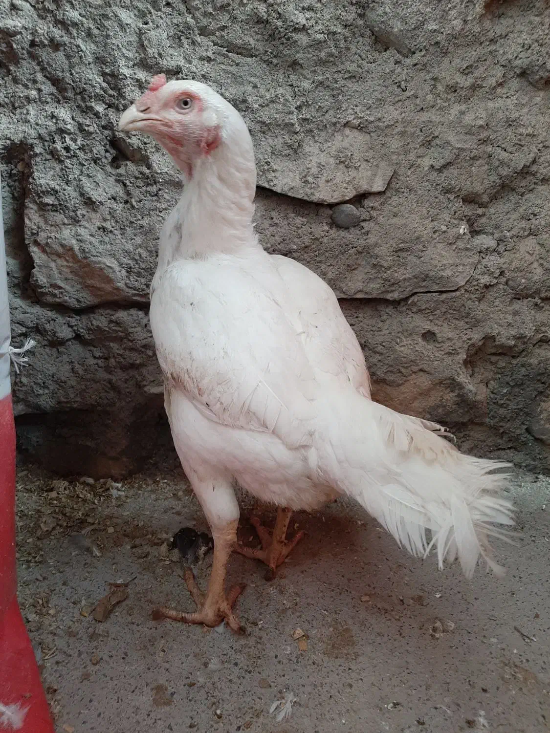 مرغ لاری اصیل|حیوانات مزرعه|صحنه, |دیوار