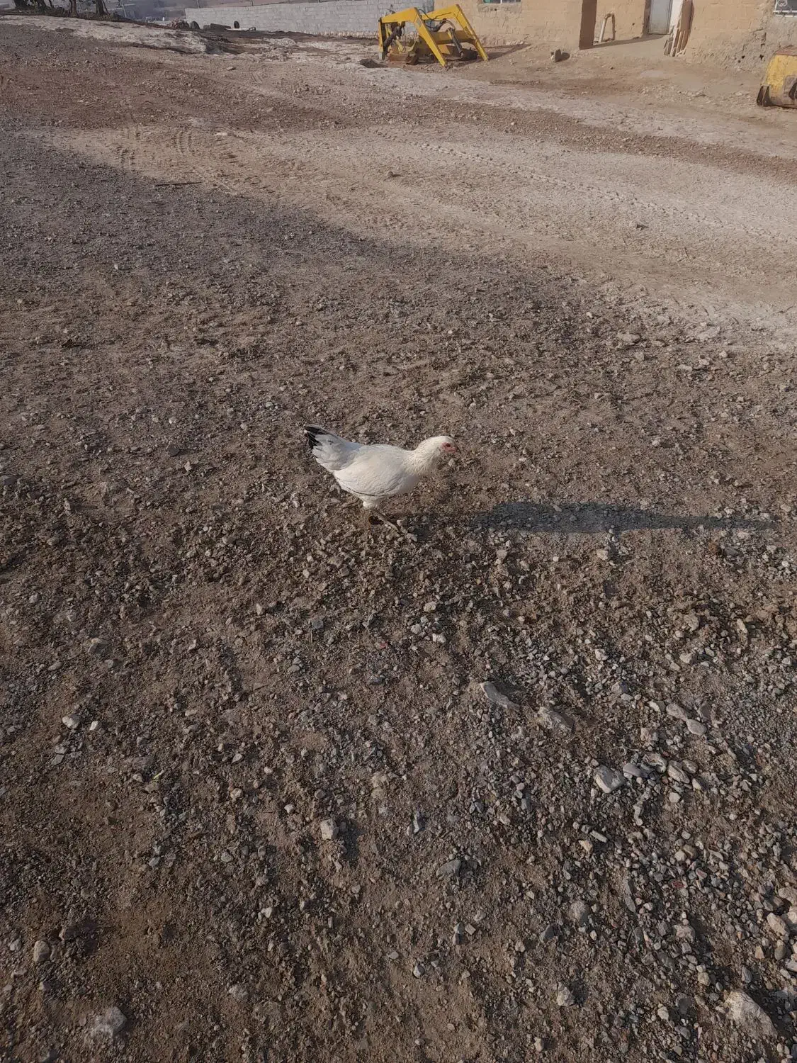 خروس و مرغ محلی اصل|حیوانات مزرعه|مهاباد (آذربایجان غربی), |دیوار