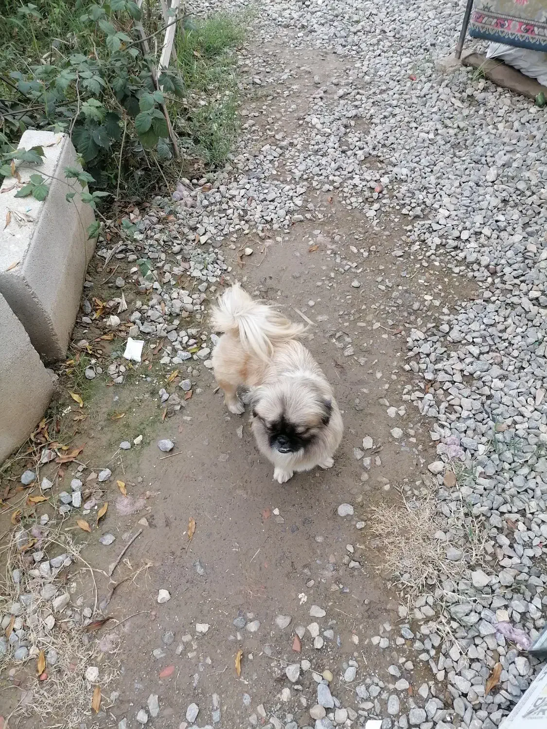 سگ پیکینیز ماده|سگ|گرگان, |دیوار