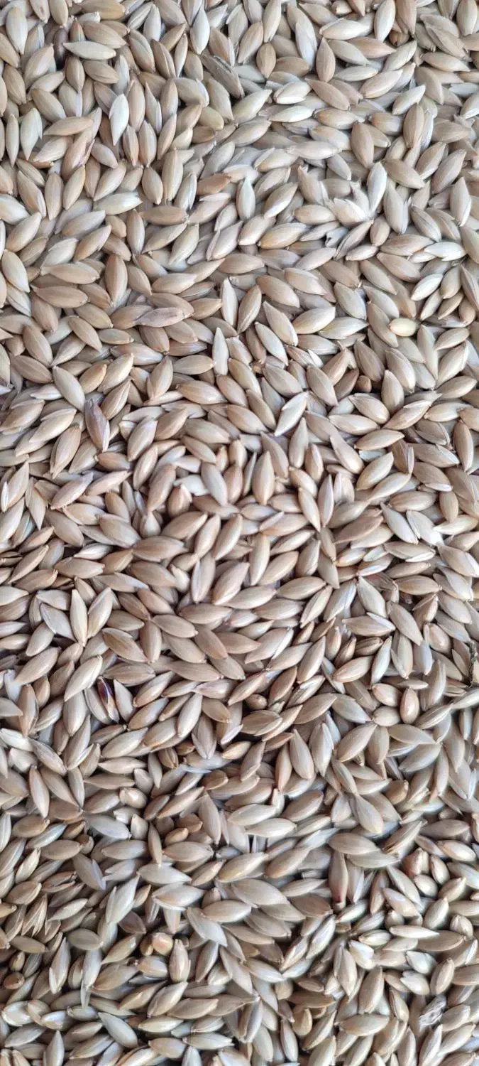 تخم کتان بوجاری|خوردنی و آشامیدنی|قشلاق دشت, |دیوار