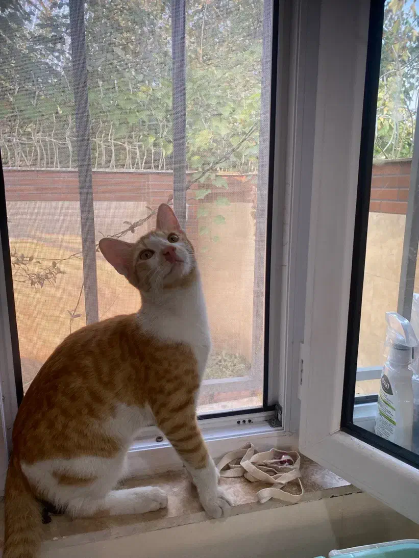 واگذاری گربه نارنجی و پلنگی|گربه|رشت, بوسار|دیوار