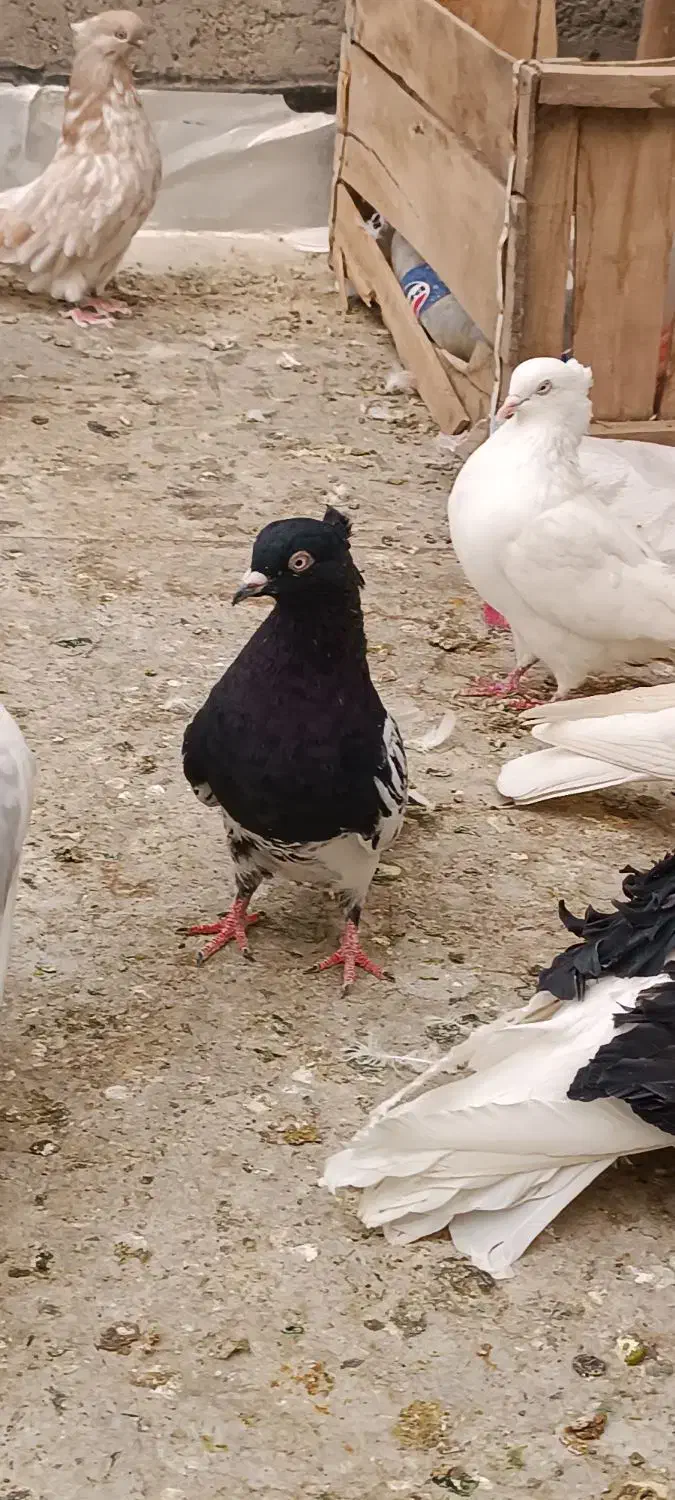 کفتر نقش و پرشی و نوک قنار|پرنده|اردکان, |دیوار