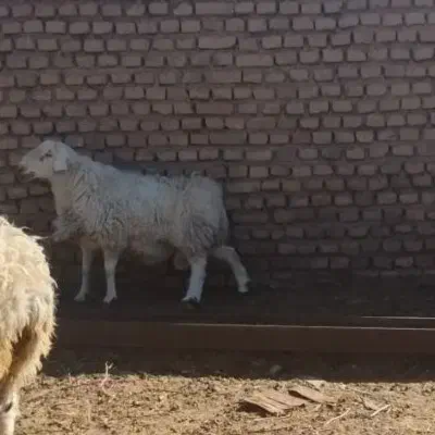 قوچ فروشی|حیوانات مزرعه|سده (خراسان جنوبی), |دیوار