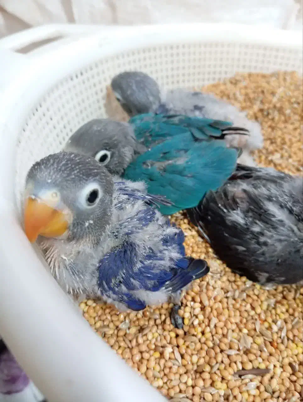 عروس هلندی و کوتوله|پرنده|کرمان, |دیوار