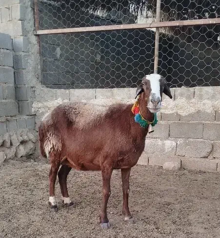 میش چینی قوچ بز بره کهره|حیوانات مزرعه|قیروکارزین, |دیوار